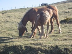 Photo paysage et monuments, Saint-Jean-Pied-de-Port - ukulu chevaux