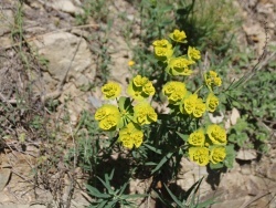 Photo paysage et monuments, Caixas - les fleurs