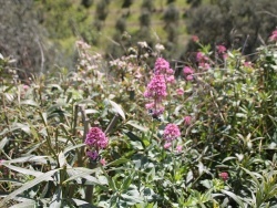 Photo paysage et monuments, Caixas - les fleurs