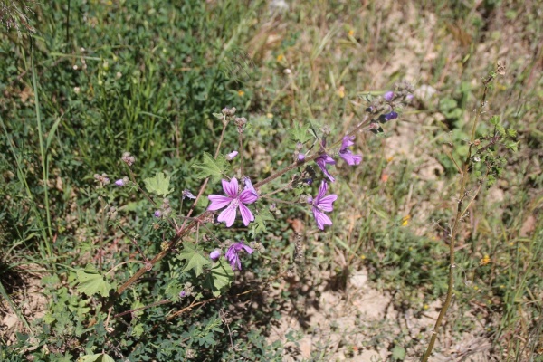 Photo Caixas - les fleurs