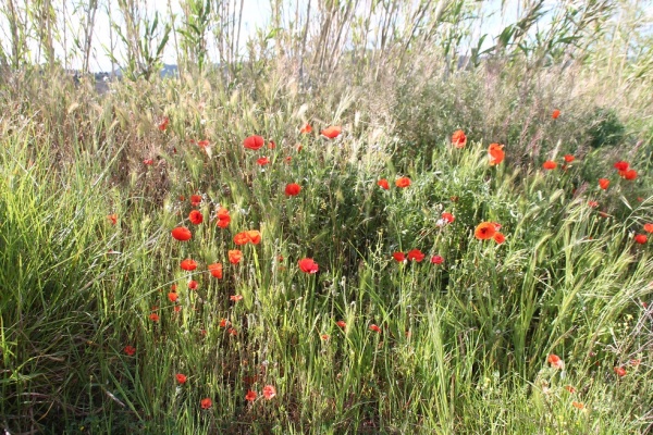 Photo Latour-de-France - le champs de fleurs