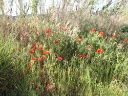 Photo paysage et monuments, Latour-de-France - le champs de fleurs