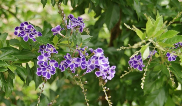 Photo Saint-Génis-des-Fontaines - Fleurs