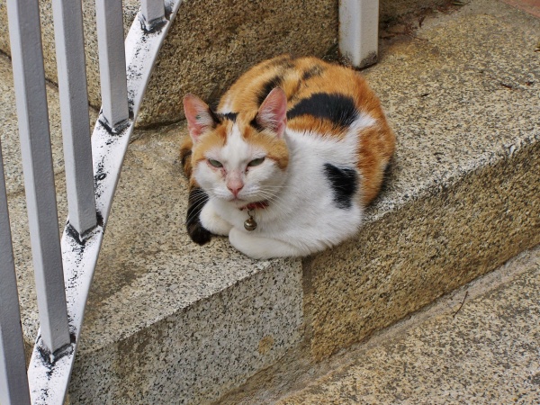 Photo Saint-Génis-des-Fontaines - Chat du Village