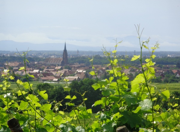 Photo Scherwiller - dans les vignes vue sur le village