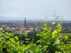 Photo paysage et monuments, Scherwiller - dans les vignes vue sur le village
