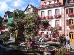 Photo paysage et monuments, Bergheim - la fontaine en été