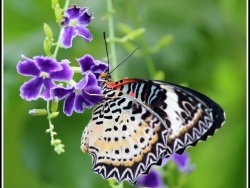 Photo faune et flore, Hunawihr - Jardin des papillons à Hunawihr