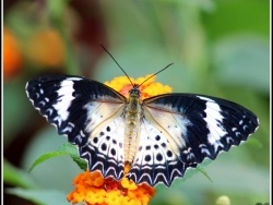 Photo faune et flore, Hunawihr - Jardin des papillons à Hunawihr