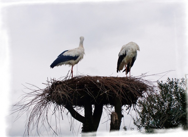 Photo Hunawihr - Animaux