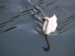 Photo paysage et monuments, Kunheim - cygne