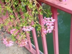 Photo paysage et monuments, Kunheim - fleur