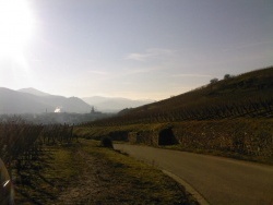 Photo paysage et monuments, Turckheim - vue du vignoble