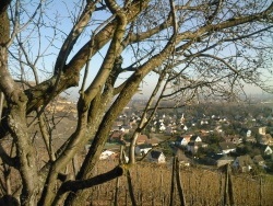 Photo paysage et monuments, Turckheim - vue dessous un amandier alsacien !