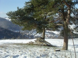 Photo paysage et monuments, Montromant - ARBRE