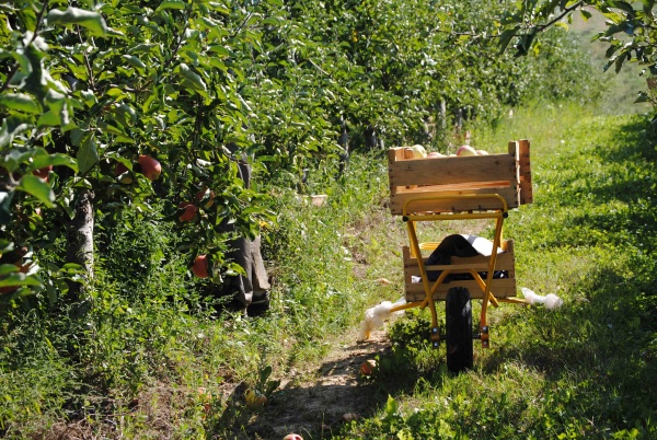 ramassage des pommes