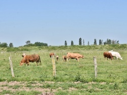 Photo paysage et monuments, La Chapelle-lès-Luxeuil - les vaches