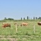 Photo La Chapelle-lès-Luxeuil - les vaches