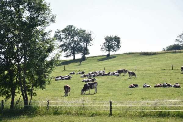 Photo Jasney - les vaches