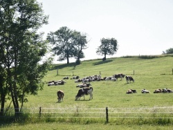 Photo paysage et monuments, Jasney - les vaches