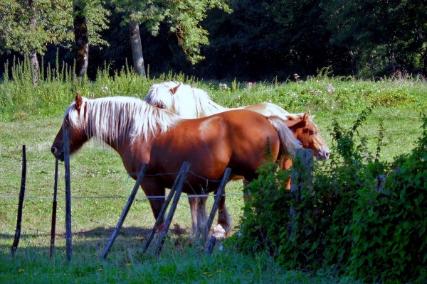 Photo Bellevesvre - Bellevesvre-71-Chevaux comtois.