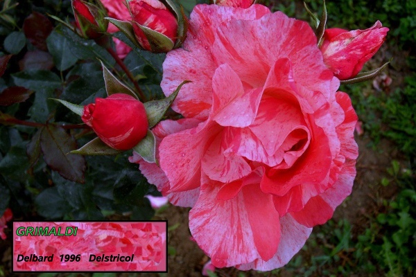 Photo Chalon-sur-Saône - Rose du parc saint Nicolas.Grimaldi