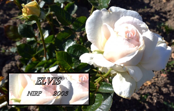 Chalon sur Saône.71,Parc Saint Nicolas,Roseraie.Mai 2014d