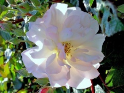 Photo faune et flore, Châtenoy-en-Bresse - Rose du parc saint Nicolas.
