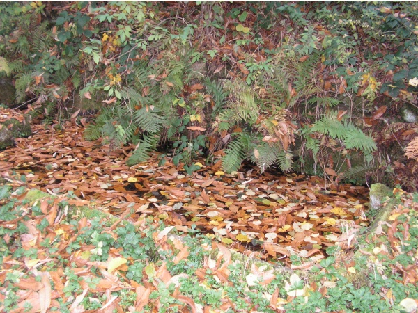 Photo Roussillon-en-Morvan - le lavoir de Mizieux