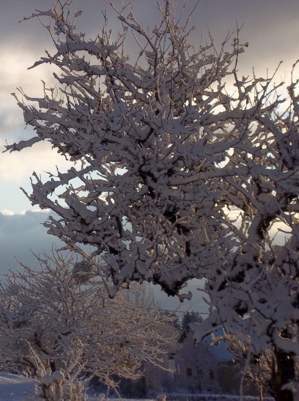 Photo Roussillon-en-Morvan - Neige tu embellit mes branches