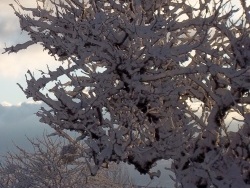 Photo paysage et monuments, Roussillon-en-Morvan - Neige tu embellit mes branches