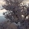 Photo Roussillon-en-Morvan - Neige tu embellit mes branches