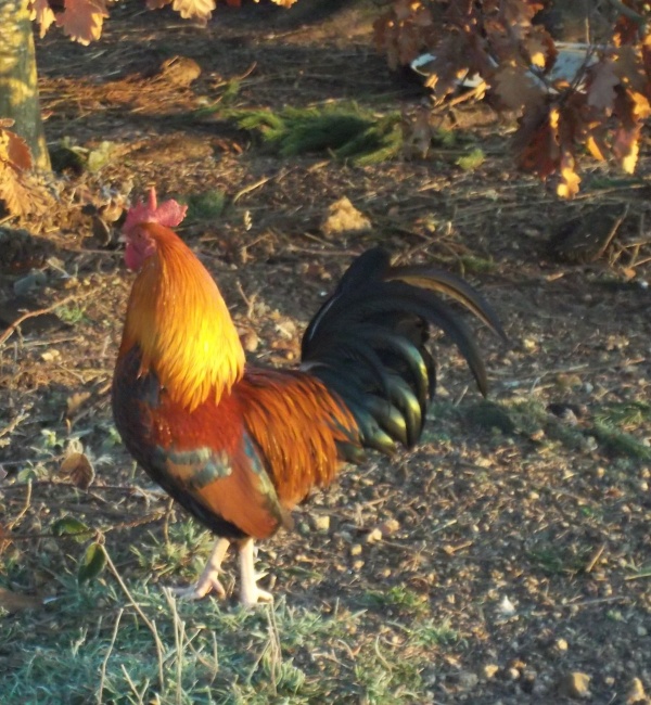 Photo Roussillon-en-Morvan - N EST IL PAS BEAU ??