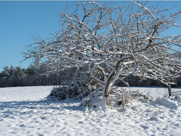 Photo Roussillon-en-Morvan - Mizieux sous la neige