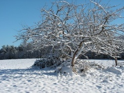 Photo paysage et monuments, Roussillon-en-Morvan - Mizieux sous la neige