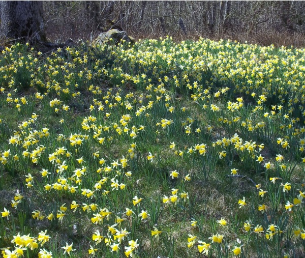 Photo Roussillon-en-Morvan - Balade tant attendue !!!