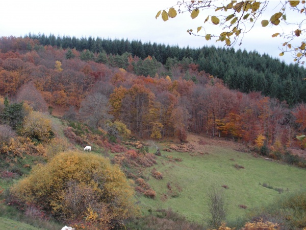 Photo Roussillon-en-Morvan - pour les amoureux de la nature , une balade , en allant sur le bas de Mizieux