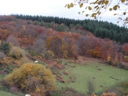 Photo paysage et monuments, Roussillon-en-Morvan - pour les amoureux de la nature , une balade , en allant sur le bas de Mizieux