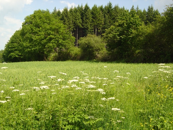 Photo Roussillon-en-Morvan - Notre campagne Roussillonnaise verdoyante