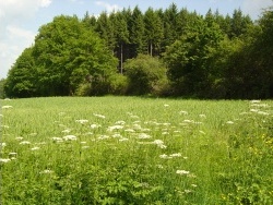 Photo paysage et monuments, Roussillon-en-Morvan - Notre campagne Roussillonnaise verdoyante