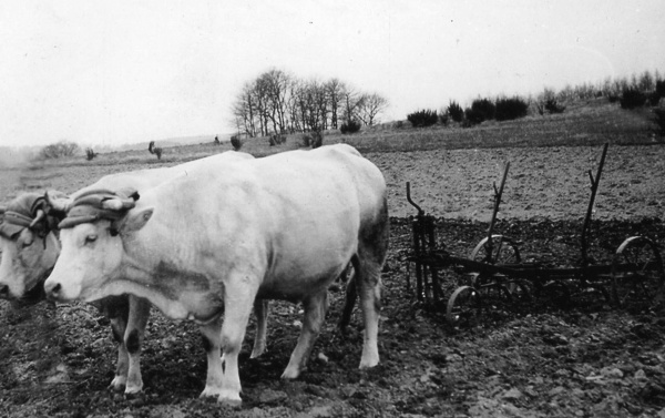 Photo Roussillon-en-Morvan - En 1954, un attelage discipliné sans conducteur!!!!!!!