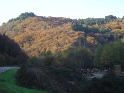 Photo paysage et monuments, Roussillon-en-Morvan - Parure Automnale des feuillus