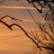Photo Roussillon-en-Morvan - coucher de soleil!!!!!