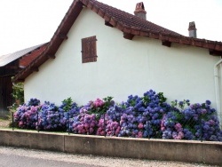 Photo paysage et monuments, Saint-Germain-du-Bois - Les fleurs de Saint Germain.