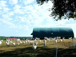 Photo paysage et monuments, Torpes - Torpes-71-poules de Bresse...Les vraies...