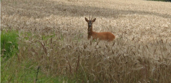 Photo La Chartre-sur-le-Loir - Chevreuil dans les blés