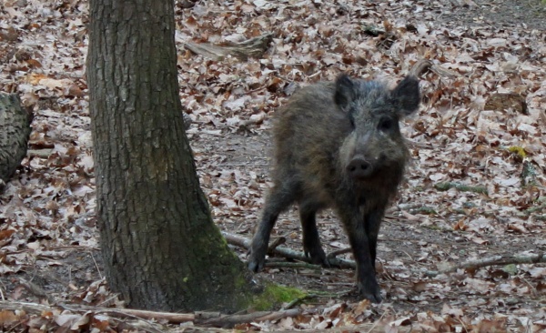 Photo La Chartre-sur-le-Loir - Sanglier de nos forêts