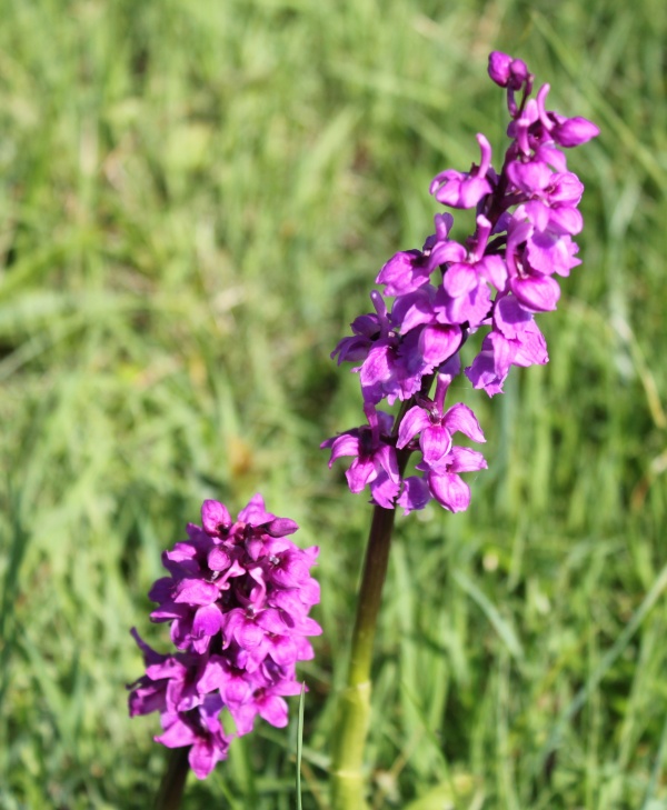 Photo La Chartre-sur-le-Loir - Anacamptis