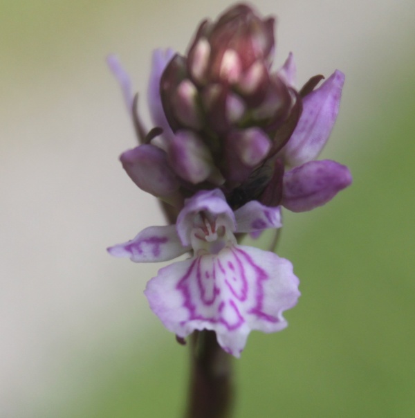 Photo La Chartre-sur-le-Loir - Dactylorhiza macula