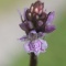 Photo La Chartre-sur-le-Loir - Dactylorhiza macula